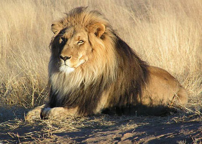 Ő most épp nem alszik